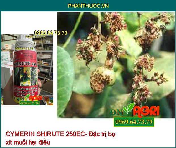 CYMERIN SHIRUTE 250EC- Thuốc Trừ Sâu Cuốn Lá, Sâu Đục Thân, Bọ Xít Hại Lúa