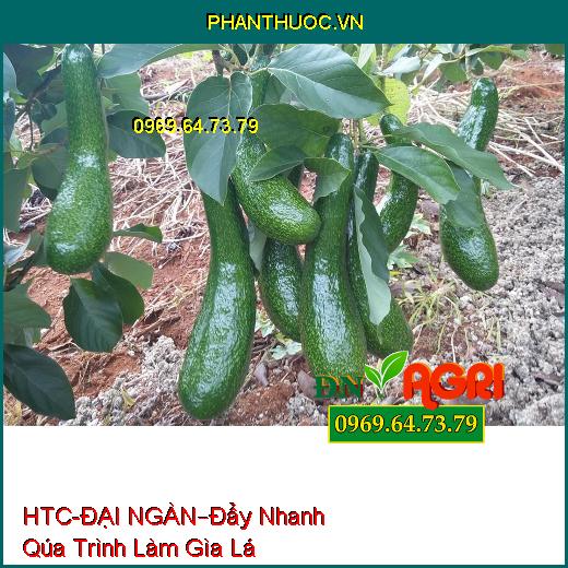 PHÂN BÓN LÁ HTC- ĐẠI NGÀN –Đẩy Nhanh Qúa Trình Làm Gìa Lá, Chống Sượng , Nứt Qủa