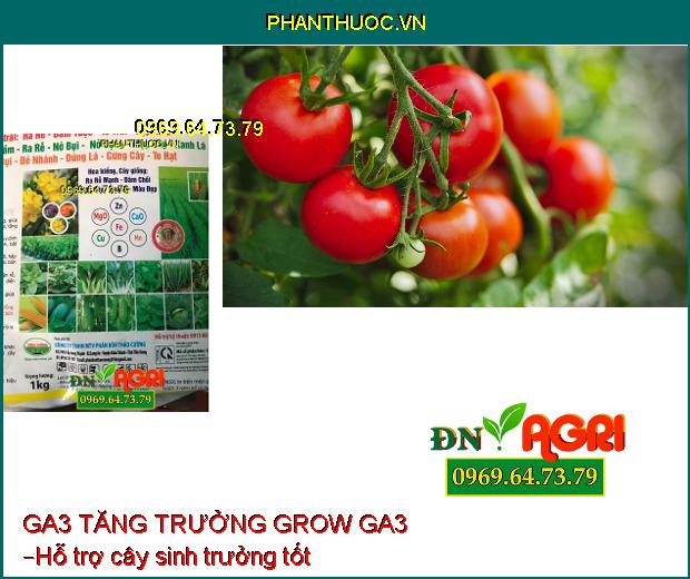 PHÂN BÓN VI LƯỢNG GA3 TĂNG TRƯỞNG GROW GA3 –Đâm Chồi Nhanh, Chống Vàng Lá