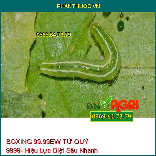 BOXING 99.99EW TỨ QUÝ 9999- Hiệu Lực Diệt Sâu Nhanh Và Kéo Dài, Bọ Trĩ Chích Hút