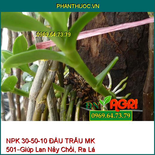 PHÂN BÓN LÁ CAO CẤP NPK 30-50-10 ĐẦU TRÂU MK 501 –Giúp Lan Nảy Chồi, Ra Lá