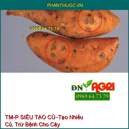 PHÂN BÓN LÁ CAO CẤP TM-P SIÊU TẠO CỦ KHOAI –Tạo Nhiều Củ, Hạn Chế Bệnh Cho Cây