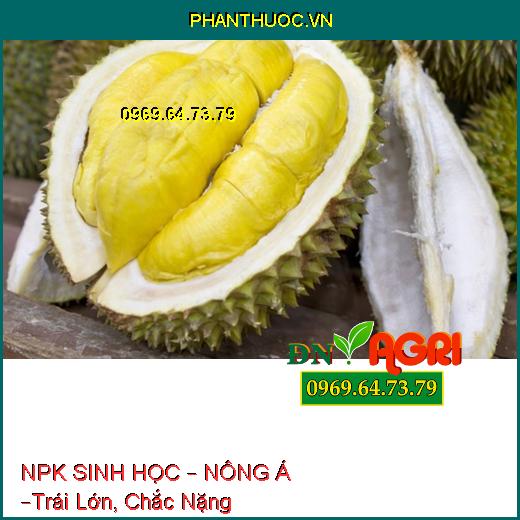 PHÂN BÓN LÁ NPK SINH HỌC – NÔNG Á –Trái Lớn, Chắc Nặng, Tránh Sượng Trái