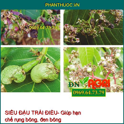 SIÊU ĐẬU TRÁI ĐIỀU- Tăng Thụ Phấn, Mát Bông, Đậu Quả Tối Đa