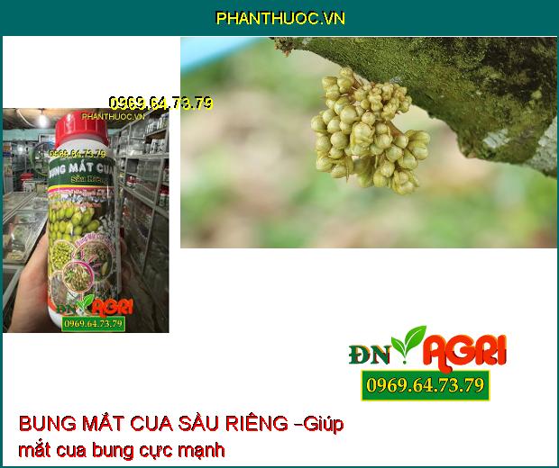 PHÂN BÓN LÁ BUNG MẮT CUA SẦU RIÊNG – KÉO BÔNG CỰC MẠNH – TĂNG ĐẬU ĐỒNG LOẠT 