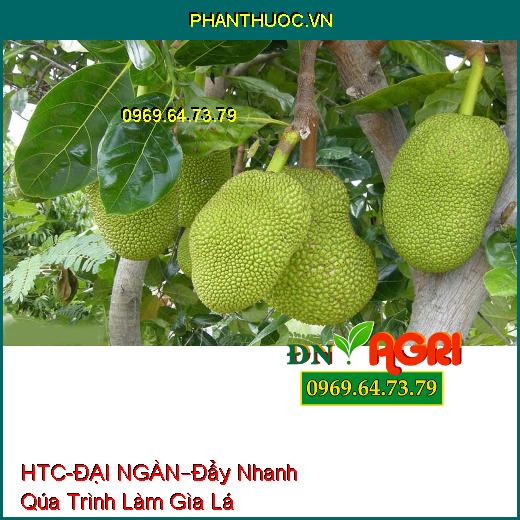 PHÂN BÓN LÁ HTC- ĐẠI NGÀN –Đẩy Nhanh Qúa Trình Làm Gìa Lá, Chống Sượng , Nứt Qủa