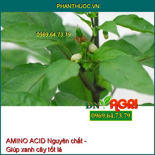 AMINO ACID Nguyên chất - Xanh Cây, Tốt Lá, Ra Hoa, Đậu Trái, Nuôi Trái