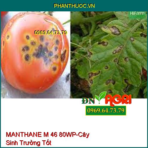 MANTHANE M 46 80WP-Phòng Trừ Các Loại Nấm, Cây Trồng Sinh Trưởng Tốt