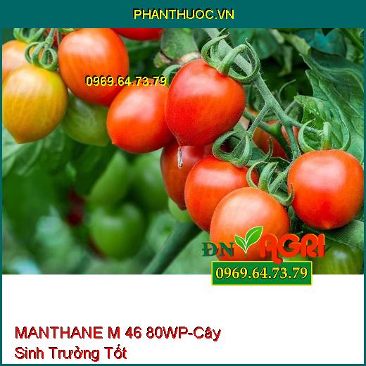 MANTHANE M 46 80WP-Phòng Trừ Các Loại Nấm, Cây Trồng Sinh Trưởng Tốt