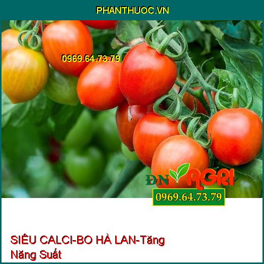 PHÂN BÓN LÁ SIÊU CALCI-BO HÀ LAN-Cung Cấp Canxi, Tăng Năng Suất