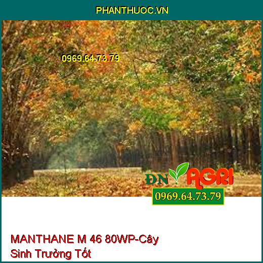 MANTHANE M 46 80WP-Phòng Trừ Các Loại Nấm, Cây Trồng Sinh Trưởng Tốt