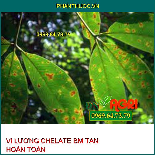 VI LƯỢNG CHELATE BM TAN HOÀN TOÀN-Phục Hồi Cây, Giảm Rụng Lá, Rụng Trái Non