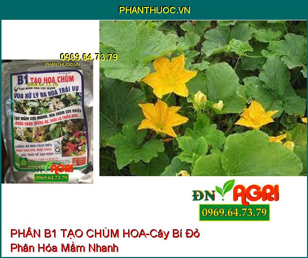 PHÂN BÓN B1 TẠO CHÙM HOA-Phân Hóa Mầm Nhanh, Chống Hiện Tượng Hoa Cách Niên