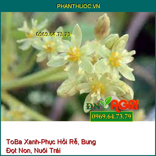 ToBa Xanh - Phục Hồi Rễ, Bung Đọt Non, Nuôi Trái, Chống Rụng, Tăng Đậu Quả