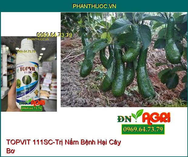 THUỐC TRỪ BỆNH TOPVIT 111SC- Chuyên Trị Nấm Hồng, Thán Thư, Lem Lép Hạt