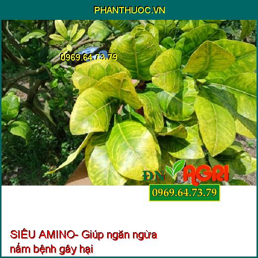 SIÊU AMINO- Kích Rễ, Cây Xanh Tốt, To, Mập, Nhiều Hoa Trái