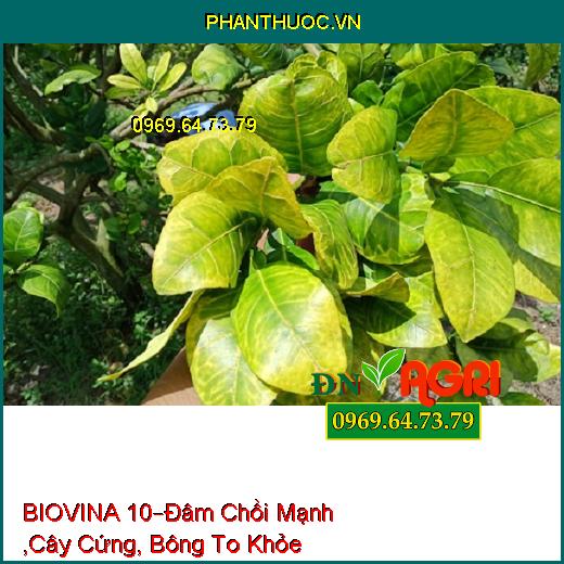 PHÂN BÓN LÁ HỖN HỢP NPK BIOVINA 10 –Đâm Chồi Mạnh ,Cây Cứng Cáp, Bông To Khỏe