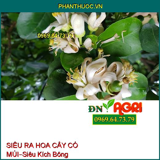 siêu tạo mầm hoa, ra hoa sớm và đồng loạt, dưỡng hoa, tăng thụ phấn, tăng đậu trái, chống rụng hoa và dưỡng trái non.