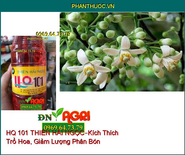 HQ 101 THIÊN HẢI NGỌC –Kích Thích Trổ Hoa , Giảm Lượng Phân Bón