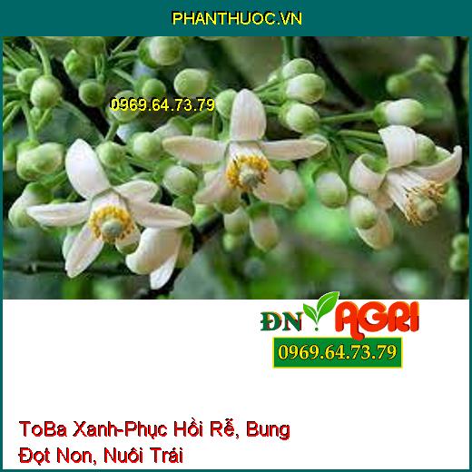 ToBa Xanh - Phục Hồi Rễ, Bung Đọt Non, Nuôi Trái, Chống Rụng, Tăng Đậu Quả