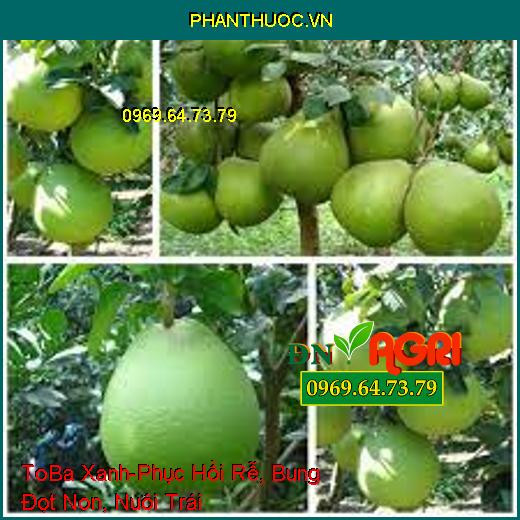 ToBa Xanh - Phục Hồi Rễ, Bung Đọt Non, Nuôi Trái, Chống Rụng, Tăng Đậu Quả