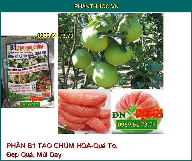 PHÂN BÓN B1 TẠO CHÙM HOA-Phân Hóa Mầm Nhanh, Chống Hiện Tượng Hoa Cách Niên