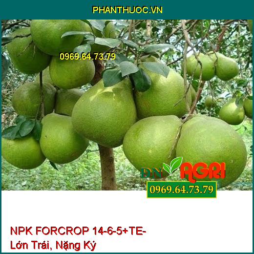 NPK FORCROP 14-6-5+TE - Thúc Ra Đọt, Lớn Trái, Nặng Ký