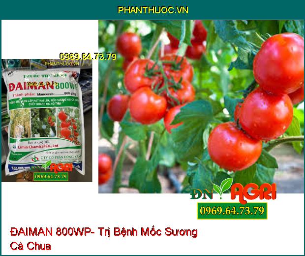 THUỐC TRỪ BỆNH ĐAIMAN 800WP- Trị Lem Lép Hại Lúa, Mốc Sương Hại Cà Chua, Chết Nhanh Hại Hồ Tiêu