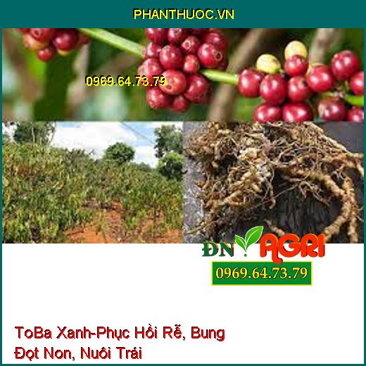 ToBa Xanh - Phục Hồi Rễ, Bung Đọt Non, Nuôi Trái, Chống Rụng, Tăng Đậu Quả