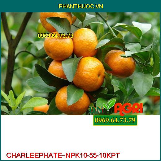 PHÂN BÓN LÁ CAO CẤP CHARLEEPHATE – NPK 10-55-10 KPT –Bung Chồi Cực