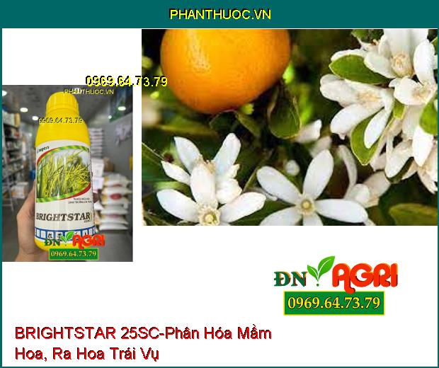 THUỐC ĐIỀU HOA SINH TRƯỞNG BRIGHTSTAR 25SC - Phân Hóa Mầm Hoa, Cây Cứng Cáp, Tăng Năng Suất Lúa