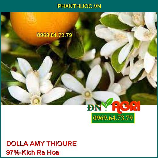 DOLLA AMY THIOURE 97% - Kích Ra Hoa Đồng Loạt, Ngăn Nghẹn Hoa, Tăng Đậu Trái