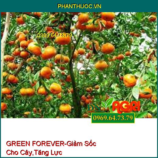 PHÂN BÓN VI LƯỢNG GREEN FOREVER - Giảm Sốc Cho Cây Trồng, Tăng Lực, Tăng Đề Kháng