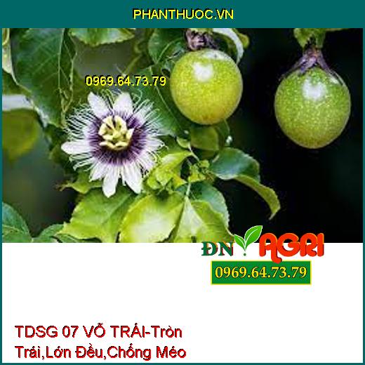 TDSG 07 VỖ TRÁI- Giúp Tròn Trái, Lớn Đều, Chống Méo, Chống Lép