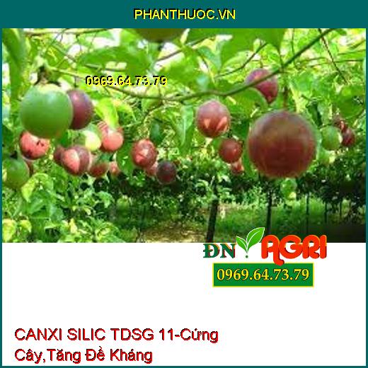 CANXI SILIC TDSG 11 PHÂN BÓN RỄ - Cứng Cây, Cứng Đọt, Tăng Sức Đề Kháng