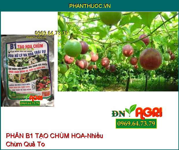 PHÂN BÓN B1 TẠO CHÙM HOA-Phân Hóa Mầm Nhanh, Chống Hiện Tượng Hoa Cách Niên