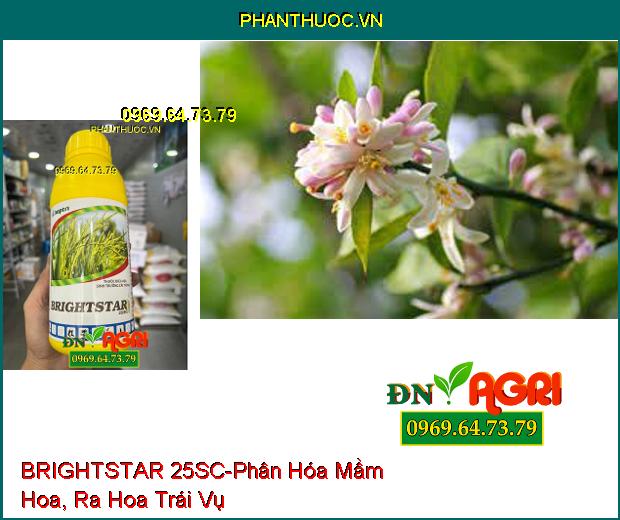 THUỐC ĐIỀU HOA SINH TRƯỞNG BRIGHTSTAR 25SC - Phân Hóa Mầm Hoa, Cây Cứng Cáp, Tăng Năng Suất Lúa