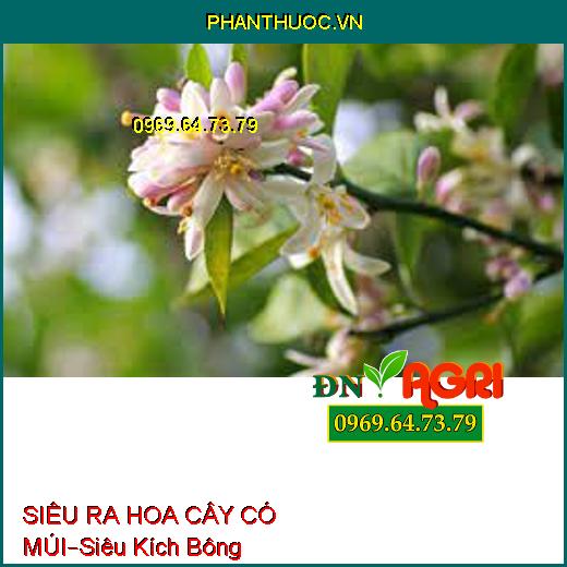 siêu tạo mầm hoa, ra hoa sớm và đồng loạt, dưỡng hoa, tăng thụ phấn, tăng đậu trái, chống rụng hoa và dưỡng trái non.