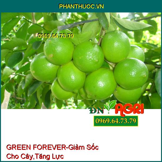 PHÂN BÓN VI LƯỢNG GREEN FOREVER - Giảm Sốc Cho Cây Trồng, Tăng Lực, Tăng Đề Kháng