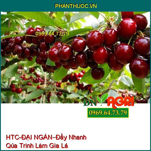 PHÂN BÓN LÁ HTC- ĐẠI NGÀN –Đẩy Nhanh Qúa Trình Làm Gìa Lá, Chống Sượng , Nứt Qủa