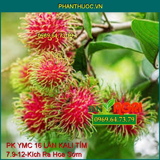 PK YMC 16 LÂN KALI TÍM 7.9-12 - Kích Thích Ra Hoa Sớm, Ra Hoa Đồng Loạt