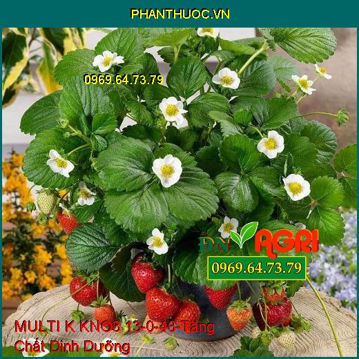 MULTI K KNO3 13-0-46- Giảm Rụng Trái Non, Tăng Chất Dinh Dưỡng, Kích Ra Hoa 