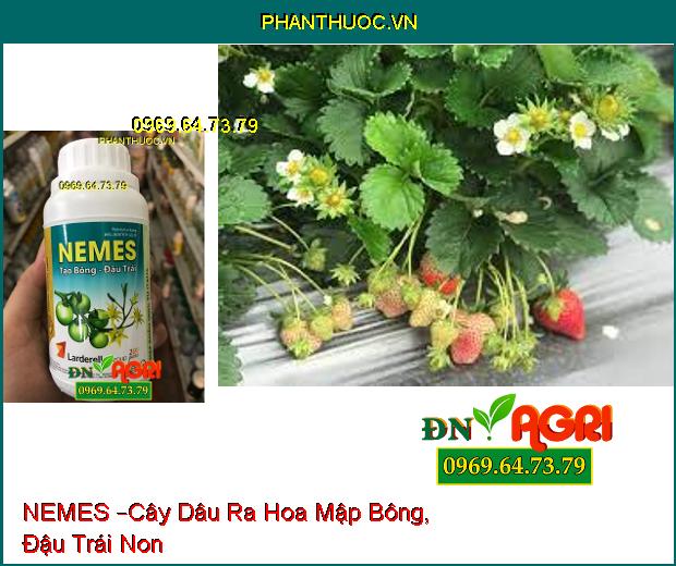 PHÂN BÓN VI LƯỢNG – NEMES –Mập Bông, Đậu Trái Non, Tạo Trái Đều