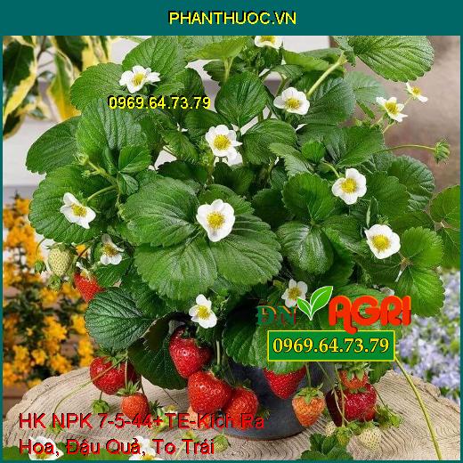 PHÂN BÓN HỢP TRÍ HK NPK 7-5-44+TE-Kích Ra Hoa, Đậu Quả, To Trái