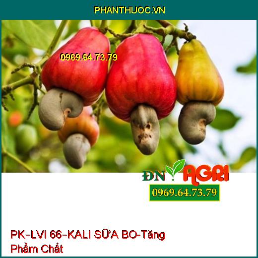 PHÂN BÓN HỖN HỢP PK – LVI 66 – KALI SỮA BO-Gia Tăng Phẩm Chất, Kháng Sâu Bệnh