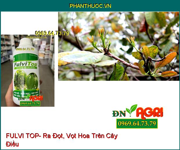 FULVI TOP- Ra Đọt, Vọt Hoa, Kích Rễ, Phì Trái, Xanh Lá Trên Cây Trồng