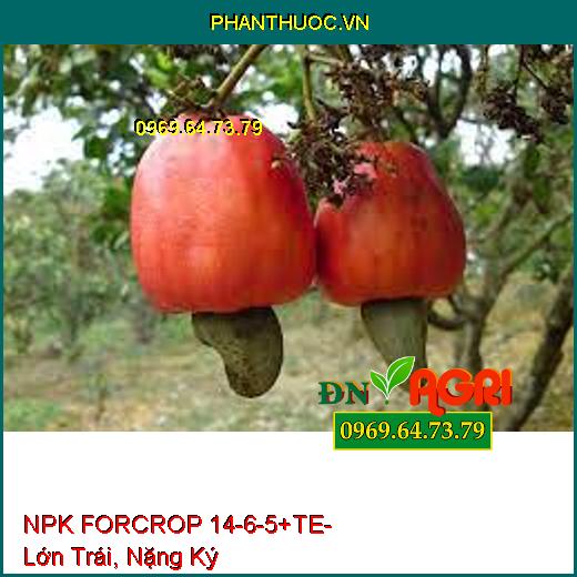 NPK FORCROP 14-6-5+TE - Thúc Ra Đọt, Lớn Trái, Nặng Ký