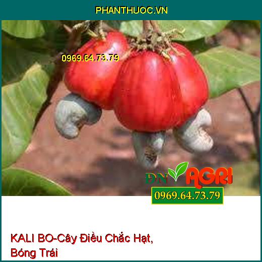 KALI BO- Cứng Cây, Chắc hạt, tăng Đậu Trái, Bóng Trái, Màu Đẹp, Nặng Ký