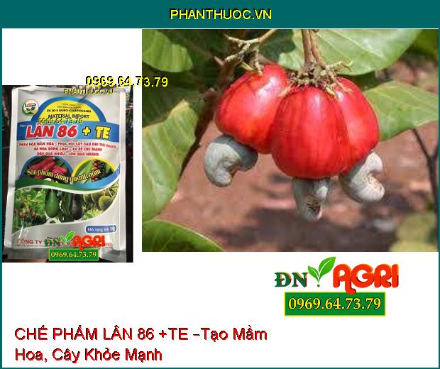 PHÂN BÓN HỖN HỢP CHẾ PHẨM LÂN 86 +TE –Kích Rễ Phát Triển, Giải Độc Hạ Phèn, Tạo Mầm Hoa