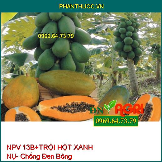 NPV 13B+ TRỘI HỘT XANH NỤ- Chống Đen Bông, Tạo Nhiều Hoa,Dưỡng Trái Non